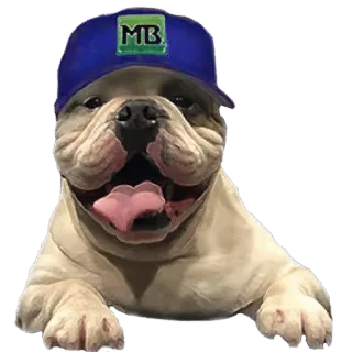 Bruce, the Macario Brothers bulldog